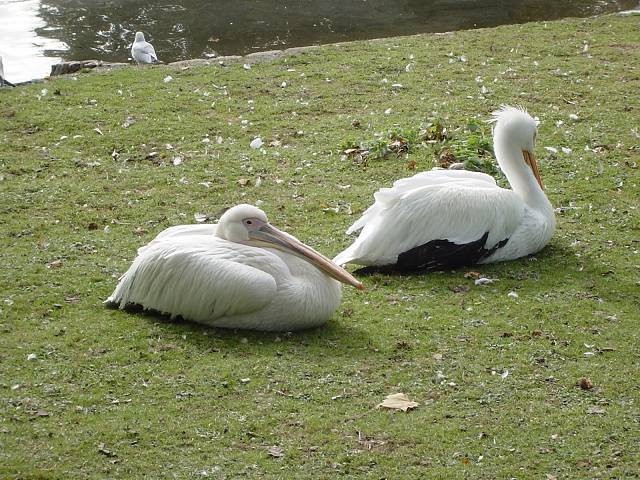 Bild 96