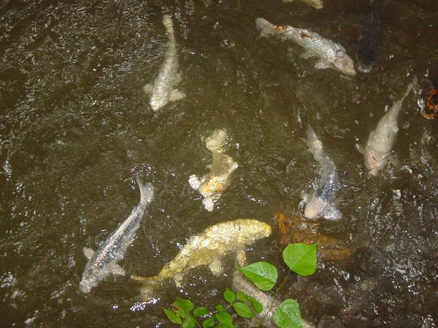 Bild 96