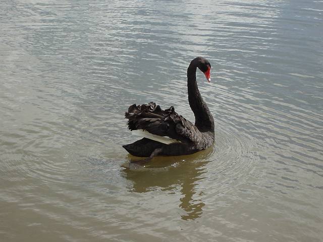 Bild 96
