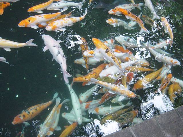 Bild 96