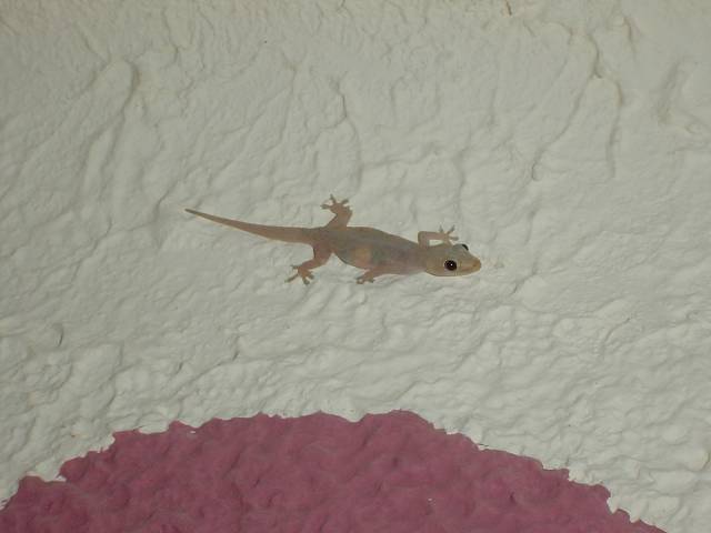 Bild 96