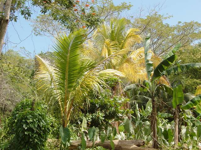 Bild 264
