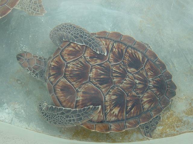 Bild 264