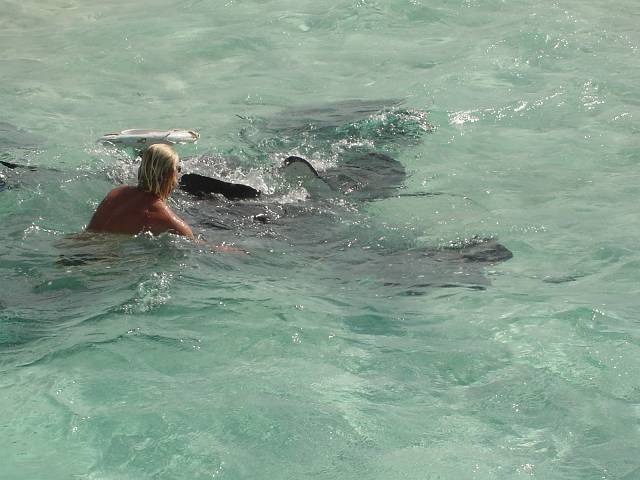 Bild 264