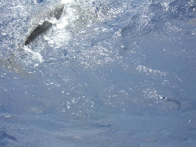 Bild 696