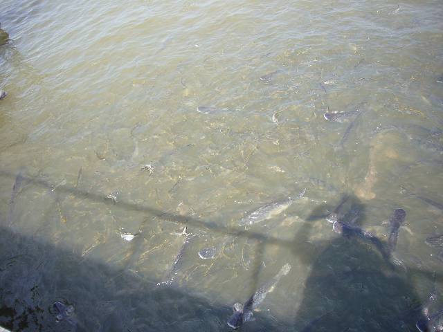 Bild 528