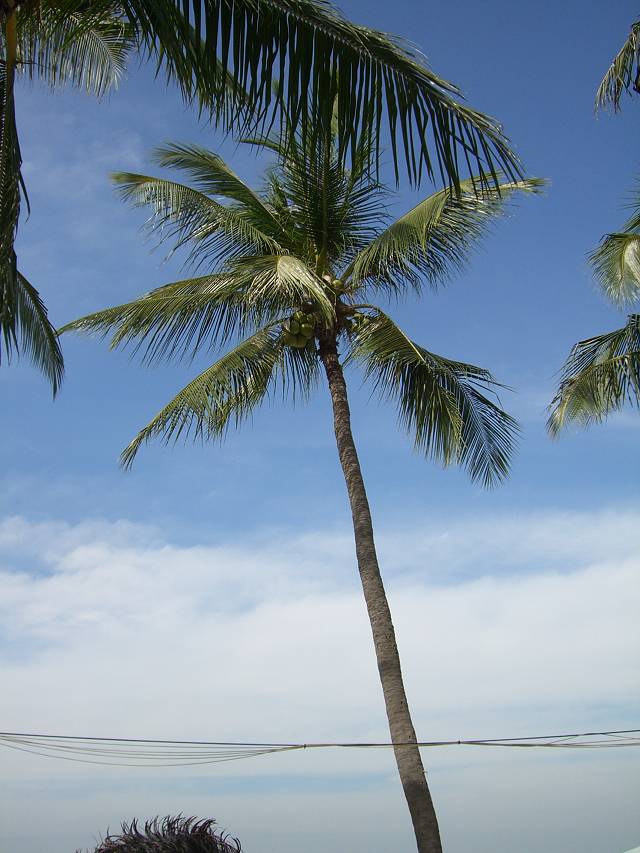 Bild 528