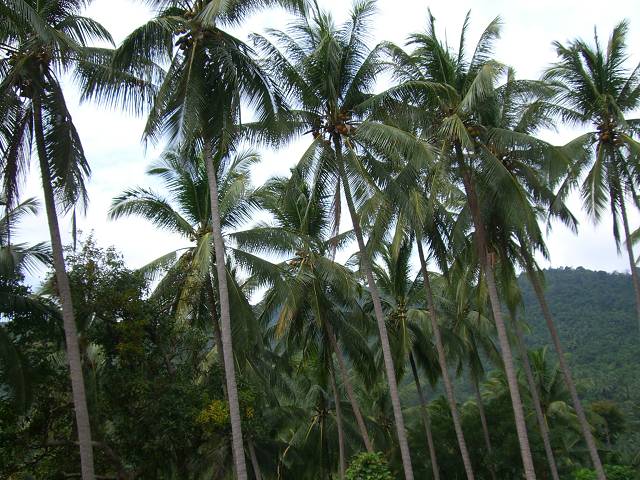 Bild 528