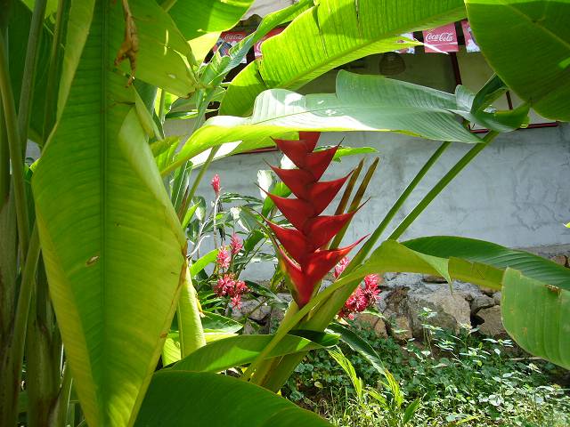 Bild 528