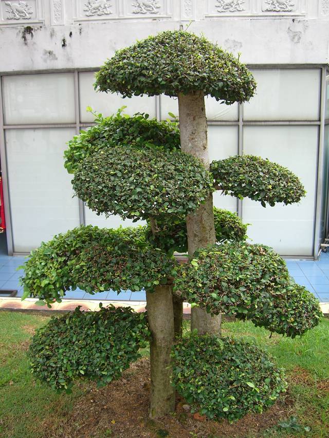 Bild 528
