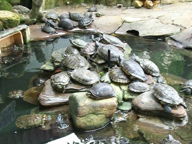 Bild 528
