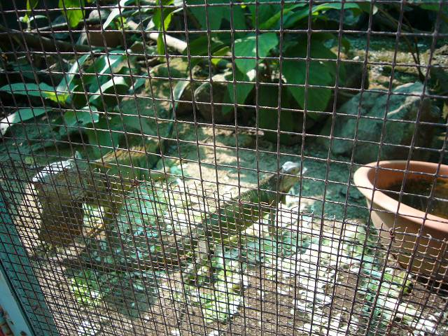 Bild 528